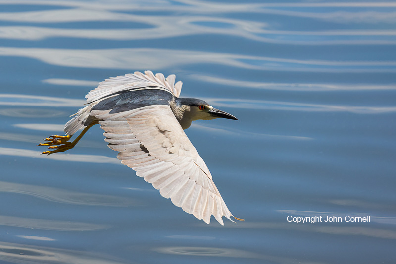 Black-crowned Night Heron;Flying Bird;Heron;Nycticorax nycticorax;One;Photography;action;active;aloft;avifauna;behavior;bird;birds;color image;color photograph;feather;feathered;feathers;flight;fly;flying;in flight;motion;movement;natural;nature;one animal;outdoor;outdoors;soar;soaring;wild;wilderness;wildlife;wing;winged;wings